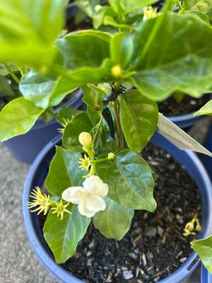 Arabian Jesmine Sambac