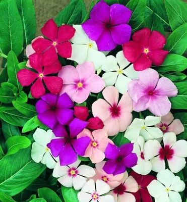 Vinca Mixed Colour