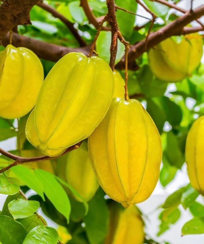 Carambola Grafted Arkin