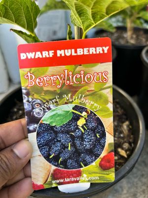 Dwarf Mulberry Black