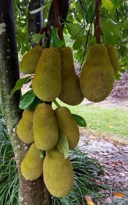Jackfruit