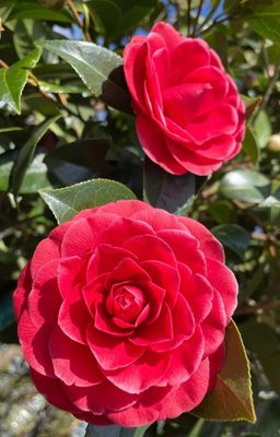 Camellia 