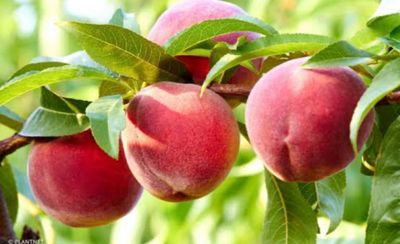 Stone Fruits