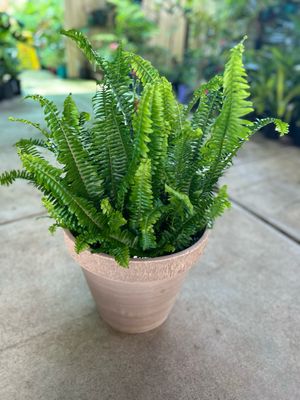 Plants N Pots