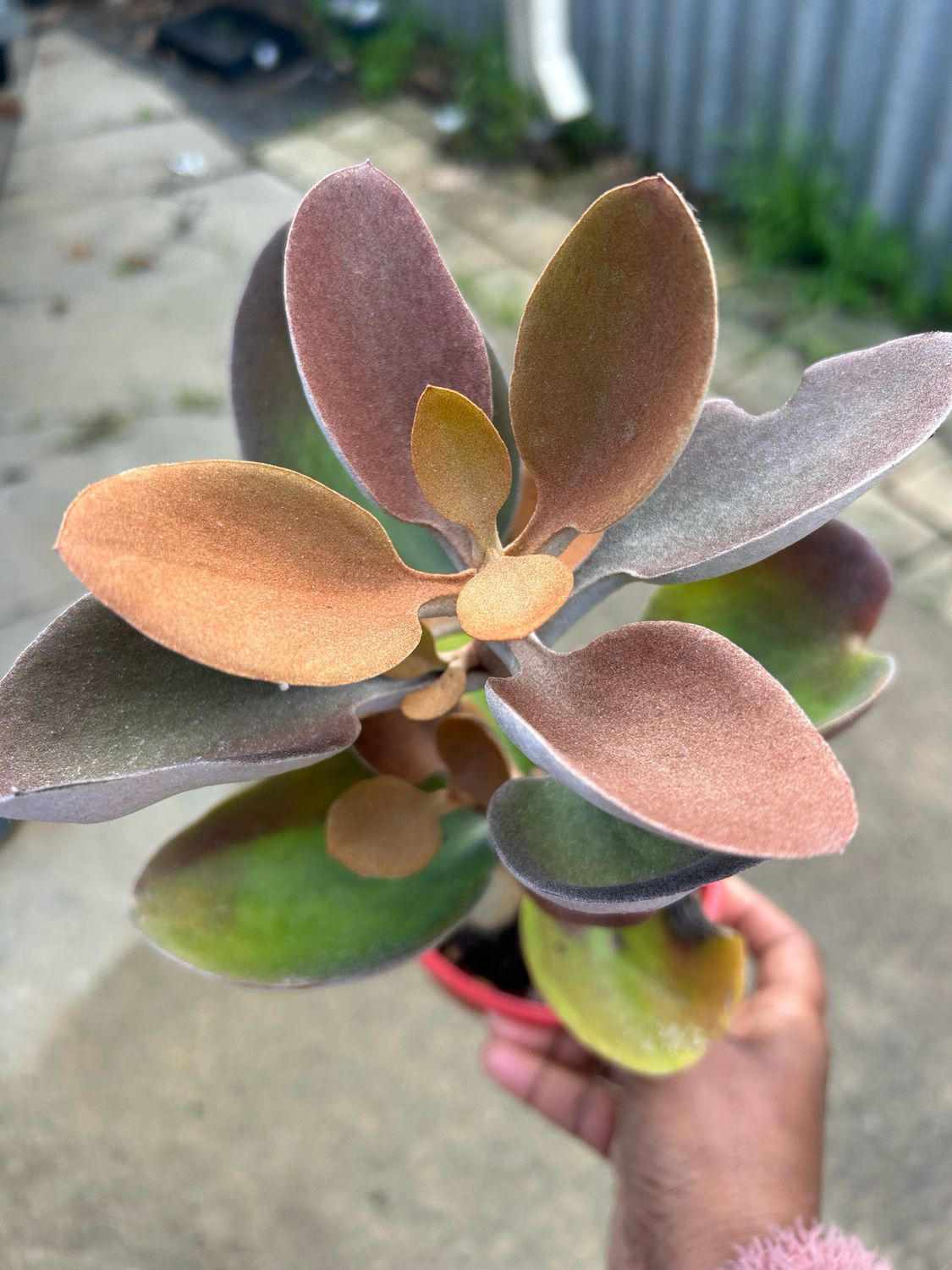 Kalanchoe Copper spoon 1.4 L Pot