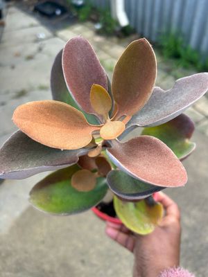 Kalanchoe Copper spoon 1.4 L Pot