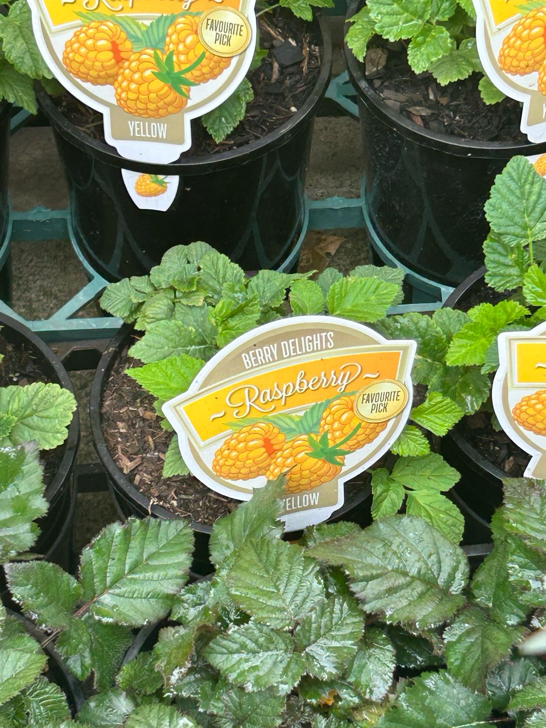Raspberry Yellow 1.5 L Pot