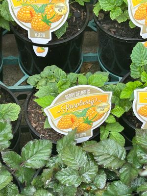 Raspberry Yellow 1.5 L Pot