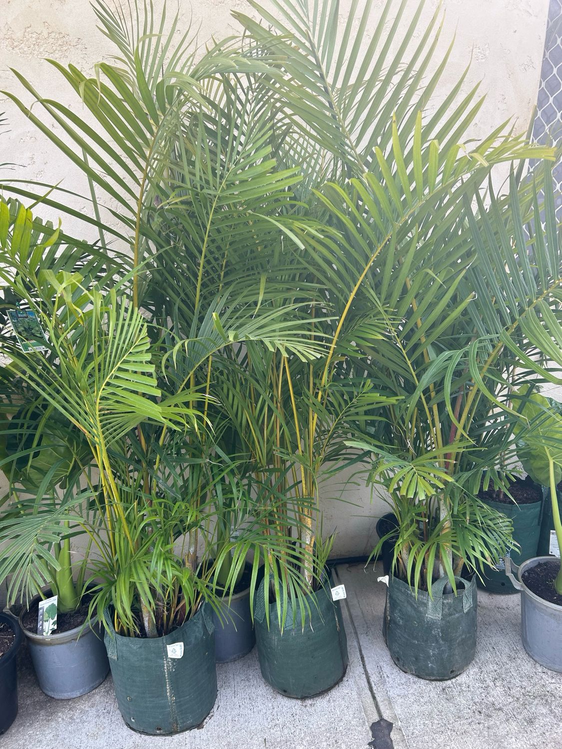 Sun Harden Golden Cane 20 L