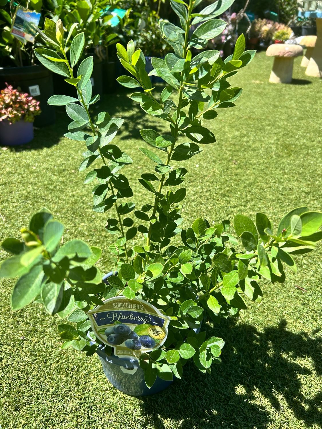 Blueberry Sunshine 4 L Pot