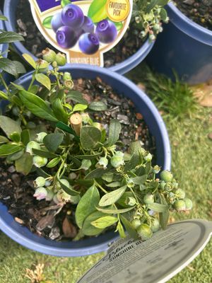 Blueberry Sunshine 3.5 L Pot