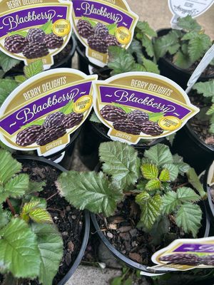Black berry 1.5 L Pot