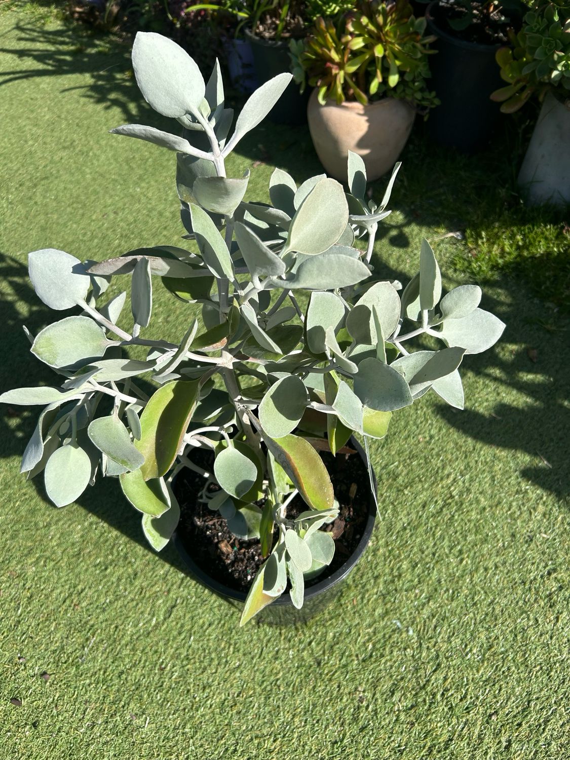 Silver Spoon Succulent 5 L Pot
