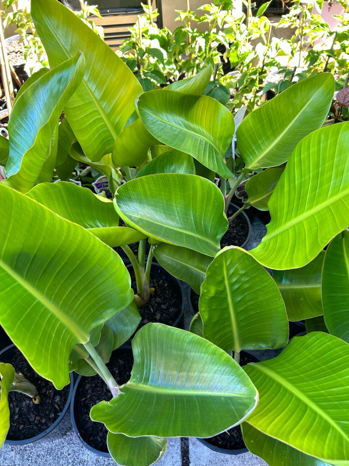Birds Of Paradise White Strelitzia Nicolai 4L Pot