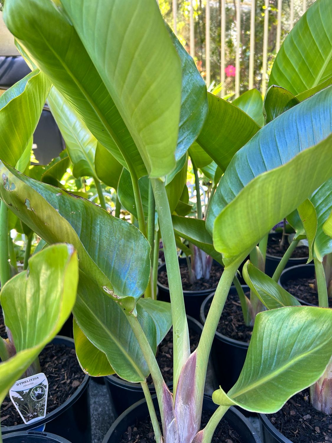 Birds Of Paradise White Strelitzia Nicolai 5 L Pot