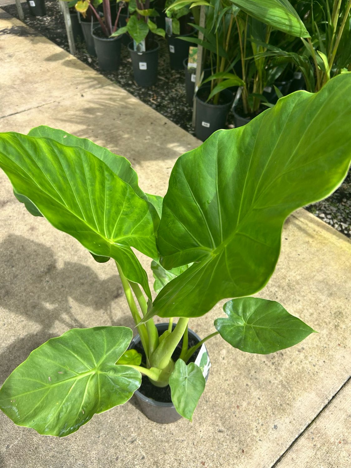 Alocasia Or Elephant Ears 5 L Pot