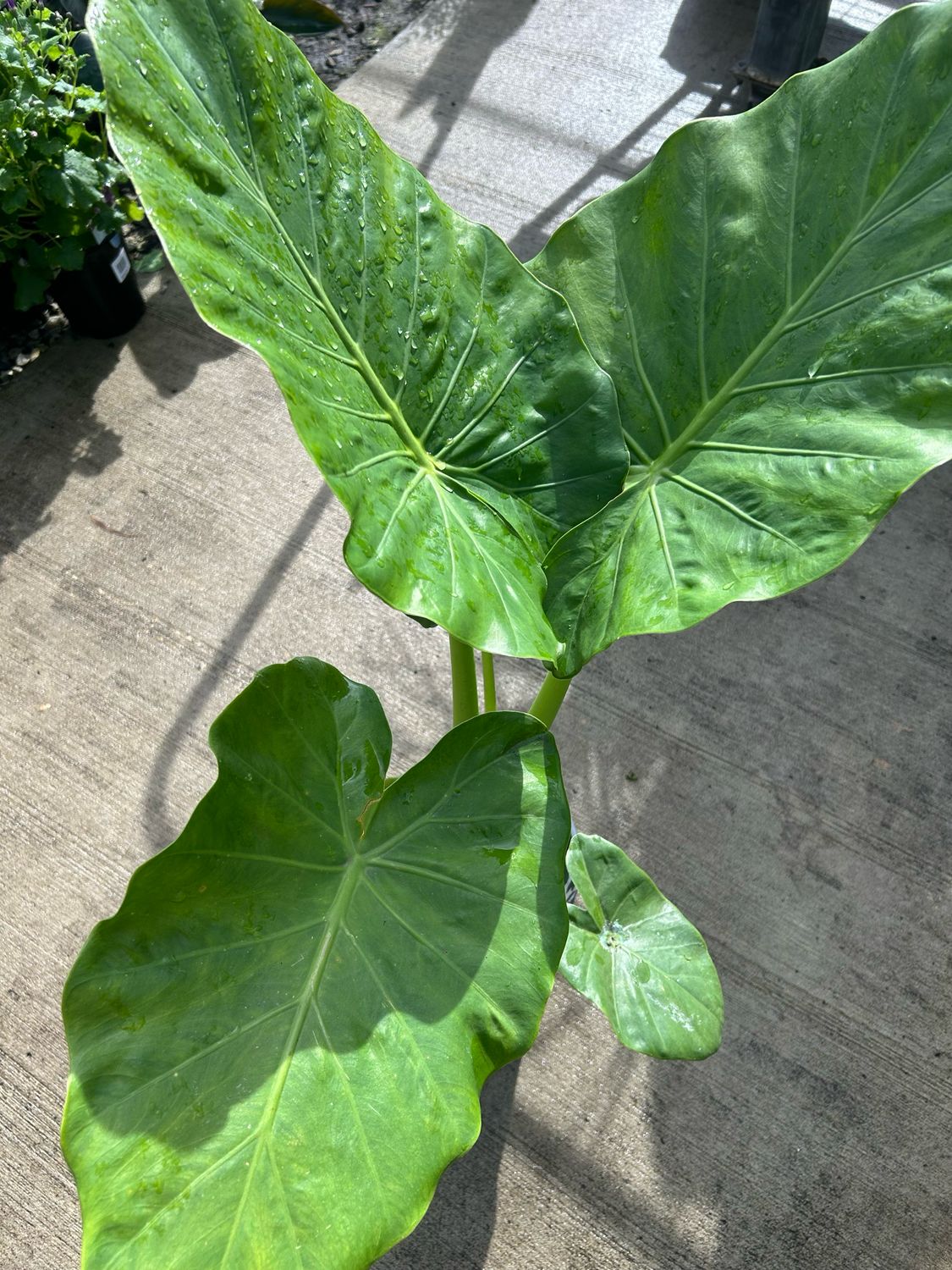 Alocasia Or Elephant Ears 5 L Pot