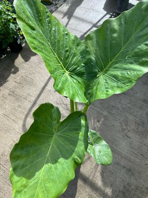 Alocasia Or Elephant Ears Macrorrhiza 5 L Pot