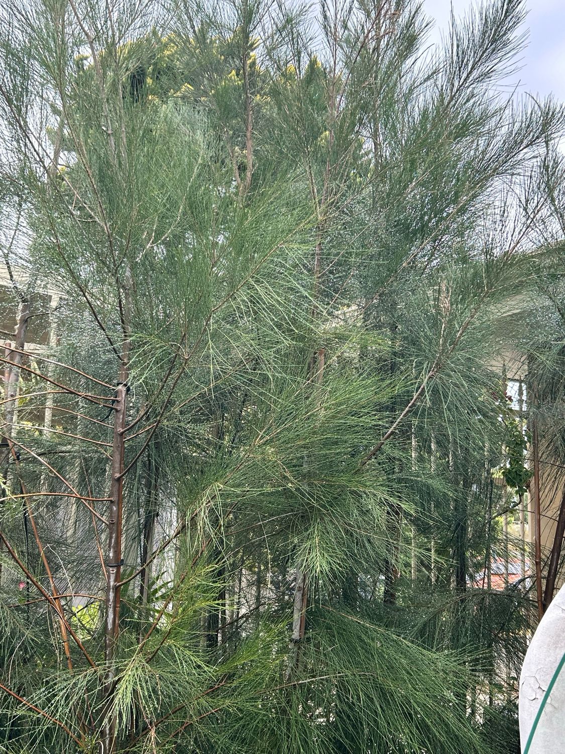 River She oak Casuarina Cunninghamiana