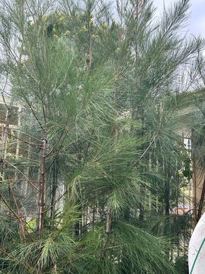 River She oak Casuarina Cunninghamiana