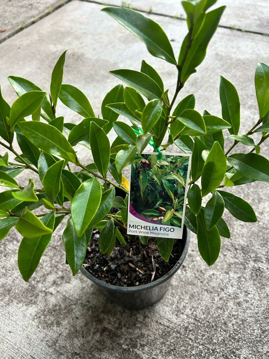 Michelia Figo Port Wine Magnolia 5 L Pot