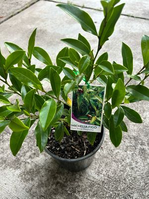 Michelia Figo Port Wine Magnolia 5 L Pot