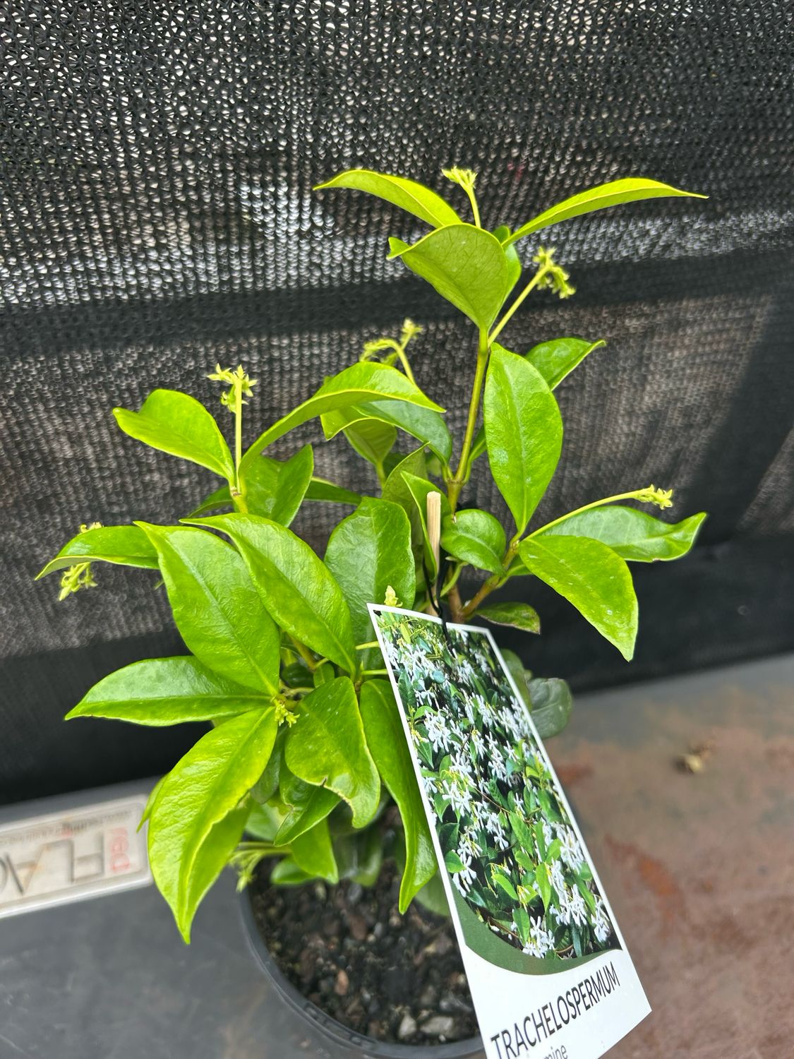 Chinese Star Jesmine 1.5 L Pot