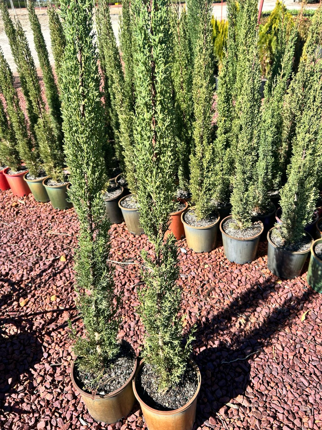 Pencil Pine 5 L Pot