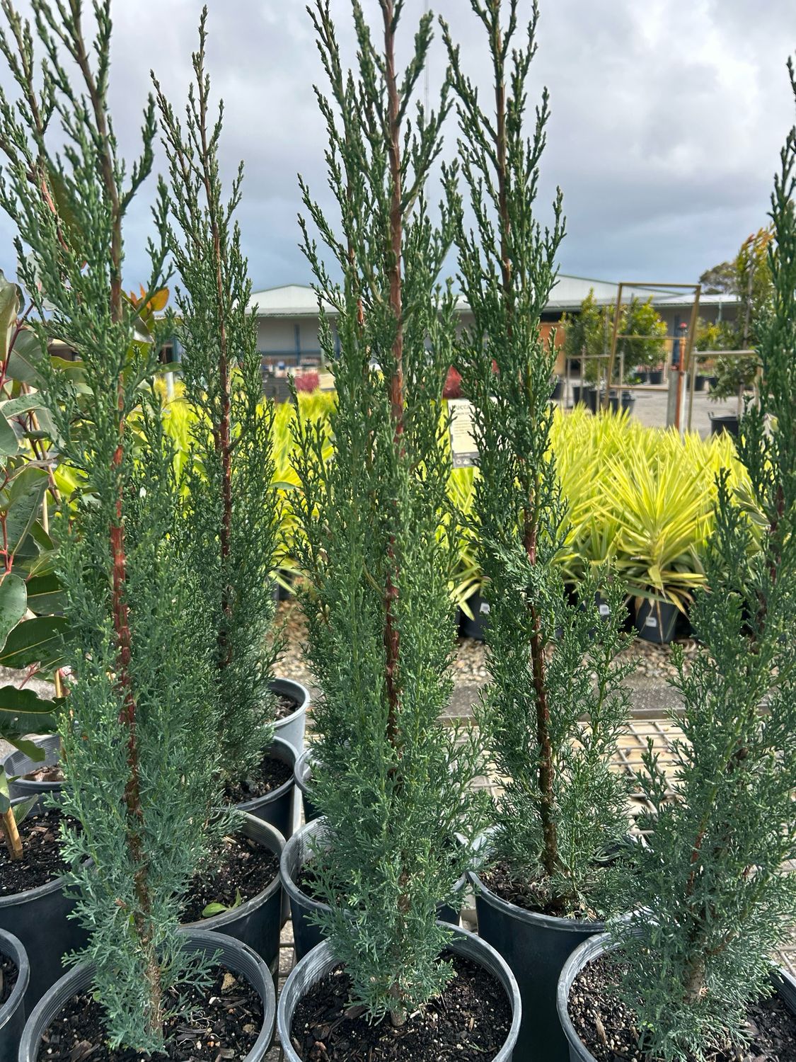 Pencil Pine 5 L Pot