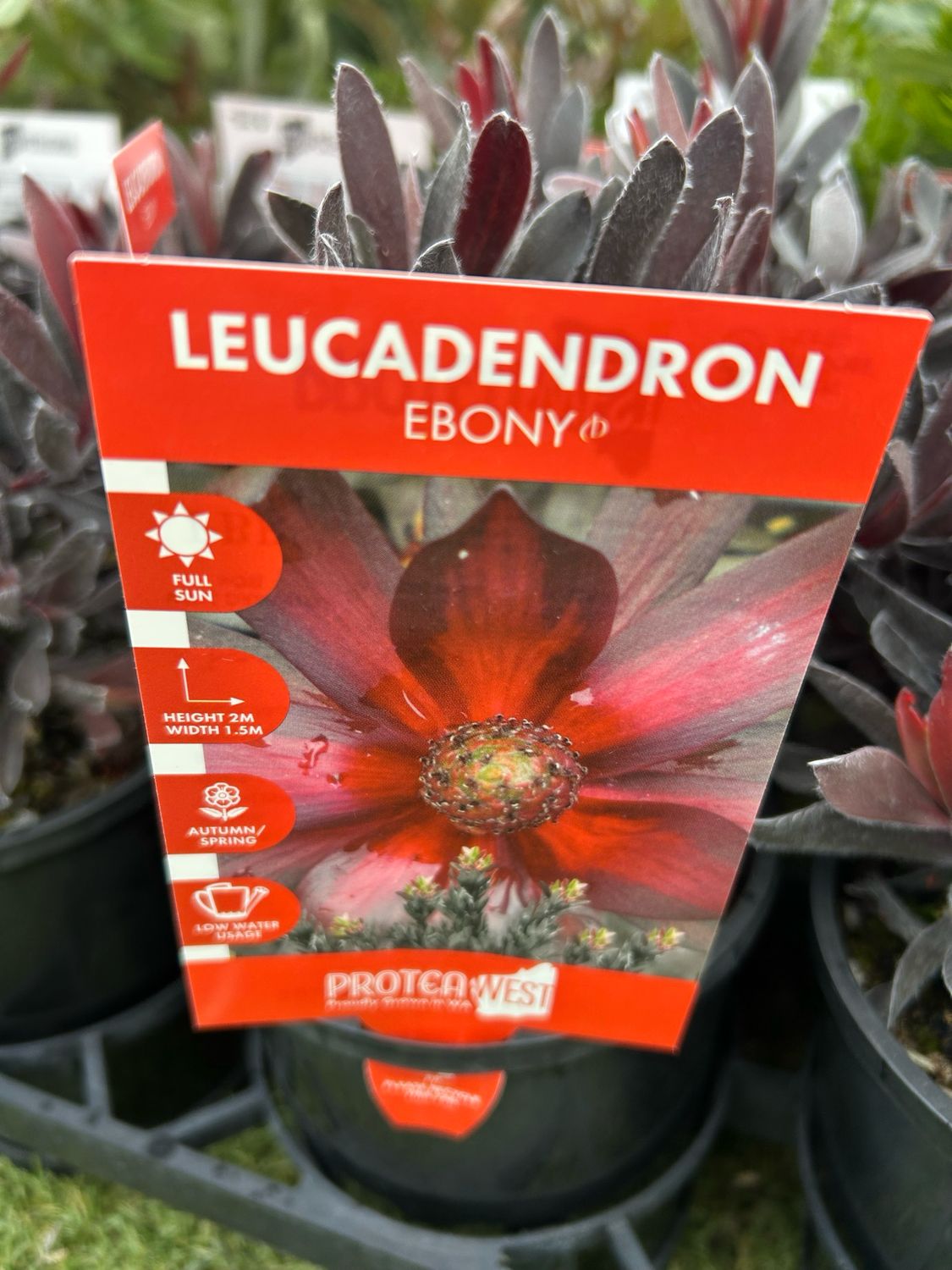 Leucadendron ‘Ebony’ 1.4 L Pot