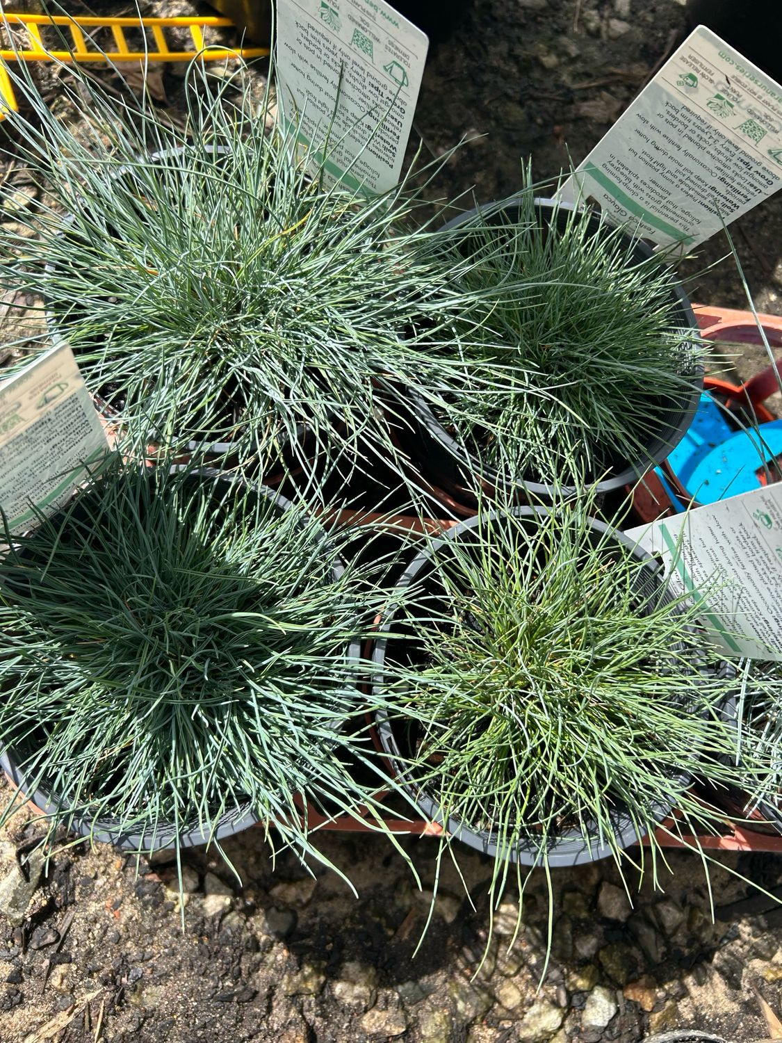 Blue Fescue 1.5 L Pot