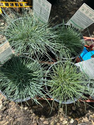 Blue Fescue 1.5 L Pot