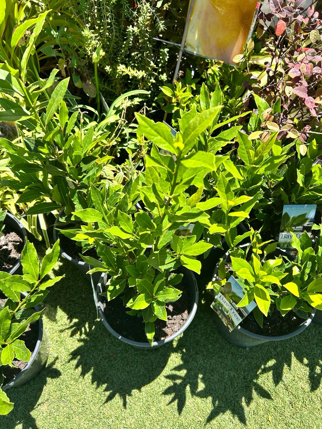 Bay Tree Laurus nobilis 5L Pot