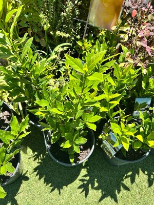 Bay Tree Laurus nobilis 5L Pot