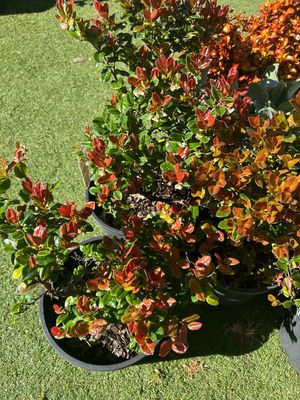 Royena Lucida 5 L Pot