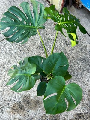 Monstera Deliciosa 5 L Pot
