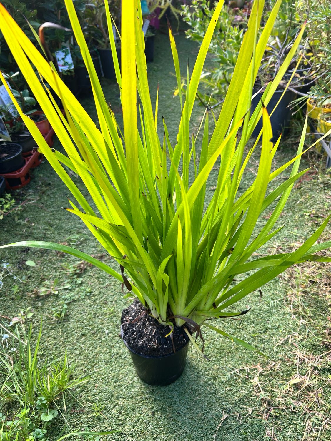 Kangaroo Paw Red Tall 1.5 L Pot
