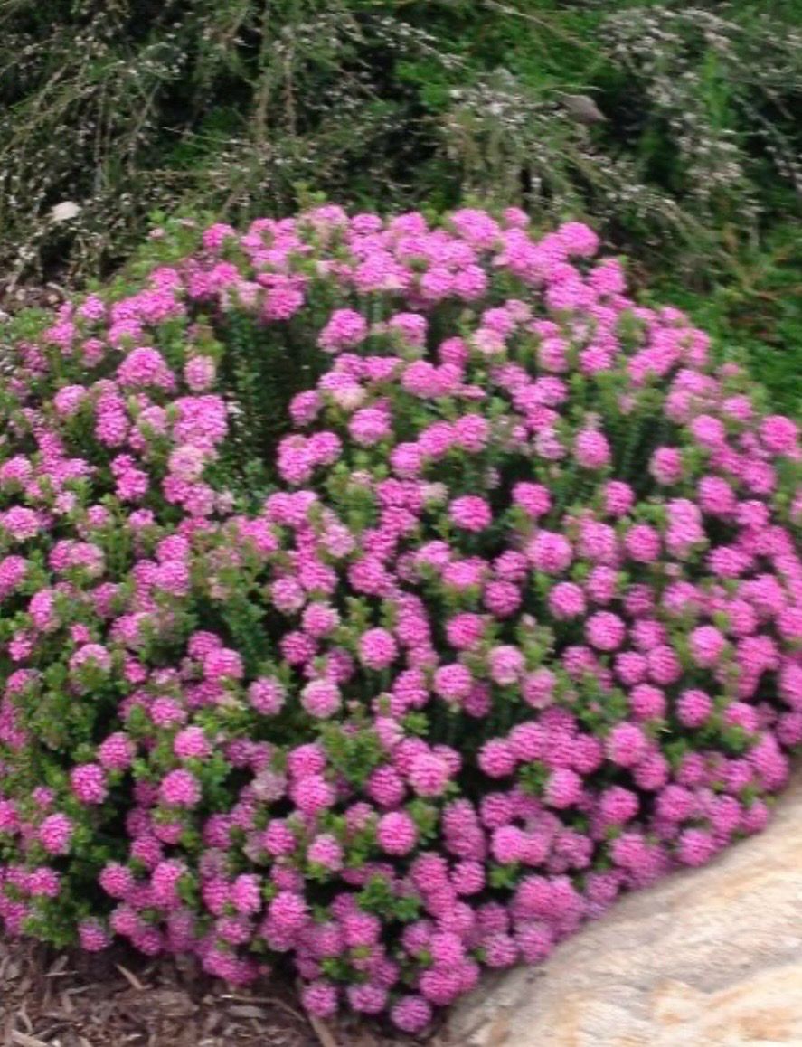 Pimelea ferrugenia Or Rice Flower Plant