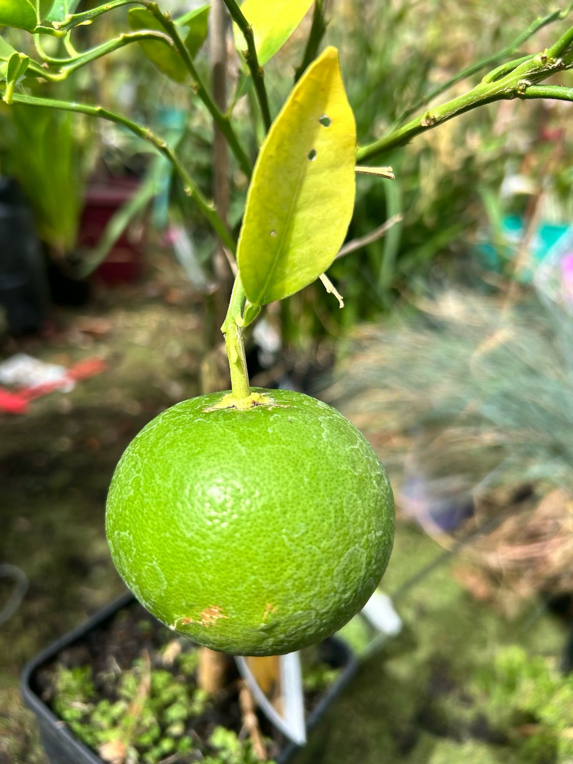 Grapefruit Marsh 4 L Pot