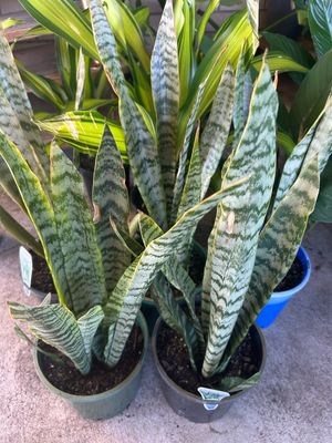 Mother In Law Tongue Sansevieria 5 L