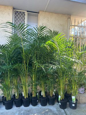 Golden Cane Indoor Or Shade 5 L Pot
