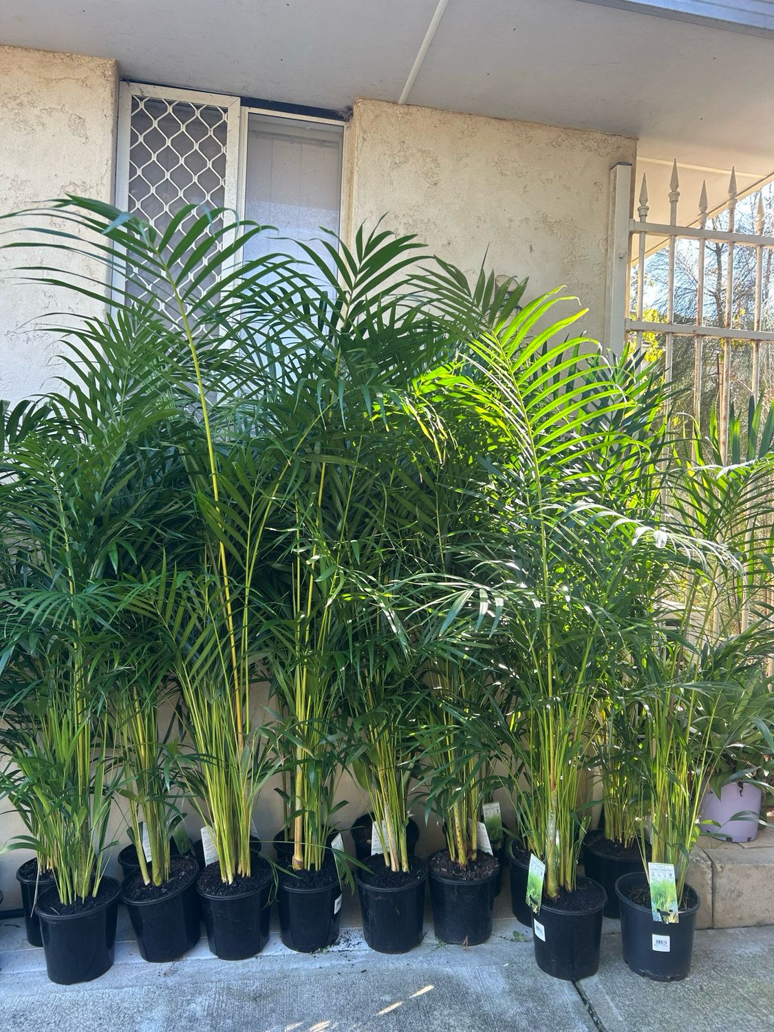 Golden Cane Indoor Or Shade 5 L Pot