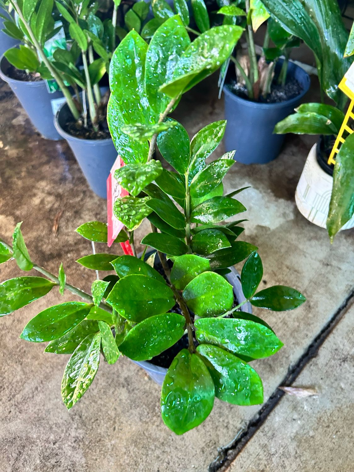 Zanzibar Gem Zz Plant 4 L Pot