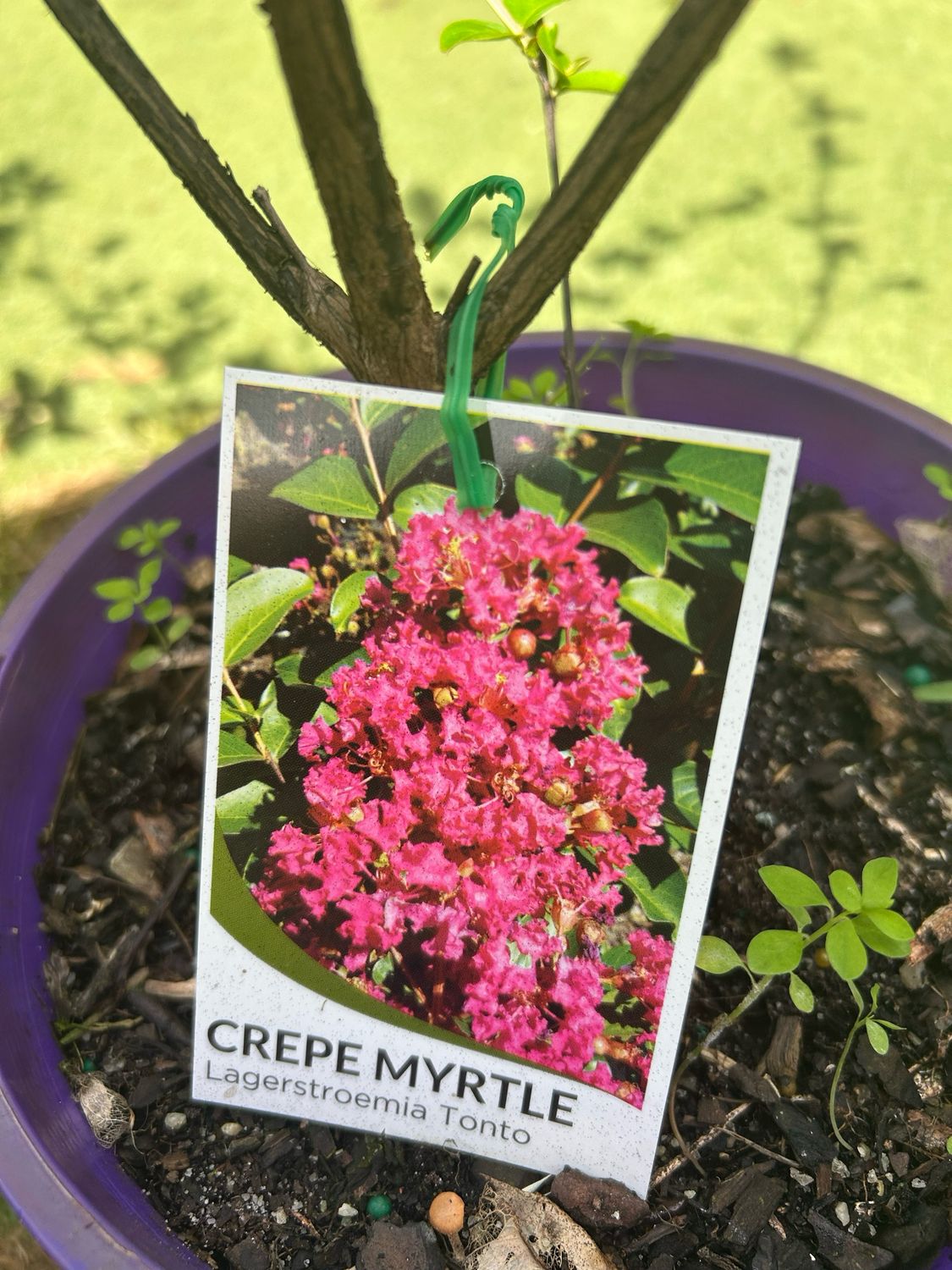 Crape Myrtle Tonto 5 L Pot