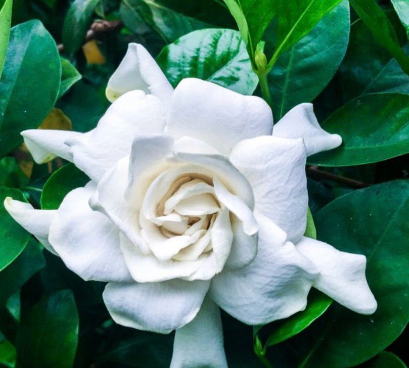 Gardenia Florida 140 mm Pot Size