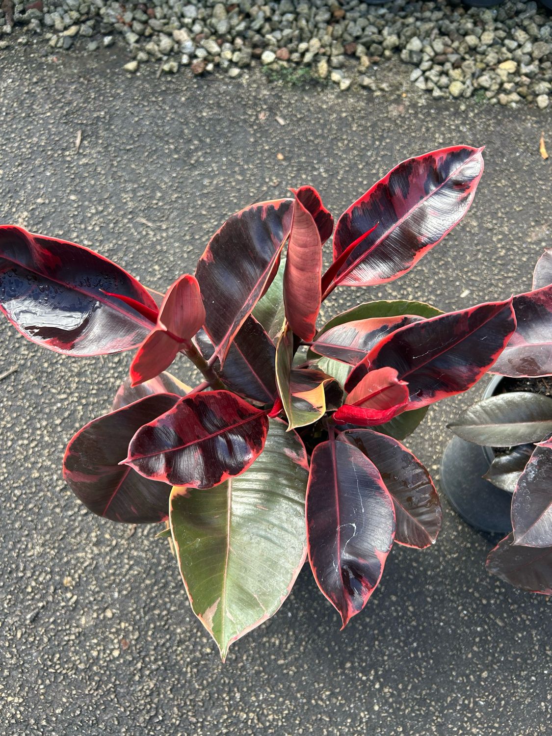 Ficus Rubber Plant 5 L Pot