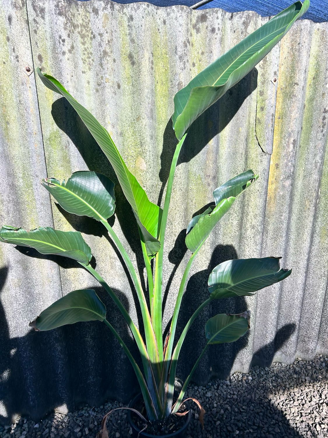 Giant Birds Of Paradise Strelitzia Nicolai 8 L Pot