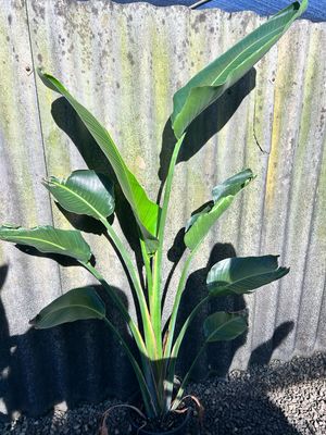Giant Birds Of Paradise Strelitzia Nicolai 8 L Pot