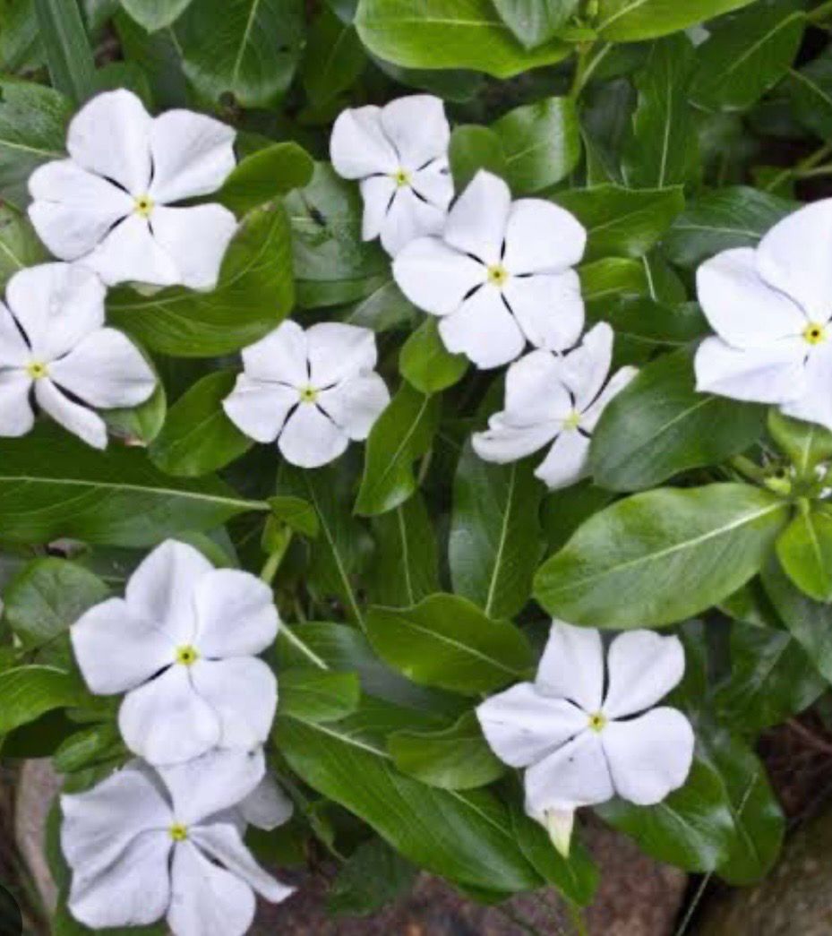 Vinca White Colour 0.5 L Pot Size