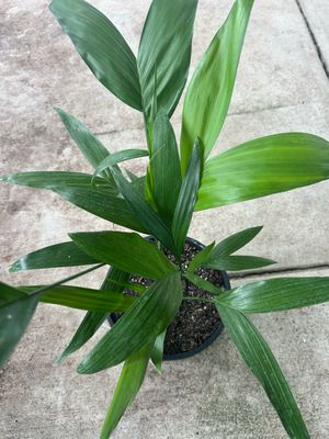 Bamboo Palm 5 L Pot